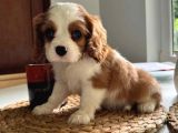 En özel cavalier King Charles yavrular