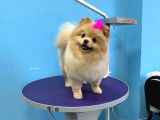 Prenses pomernian boo