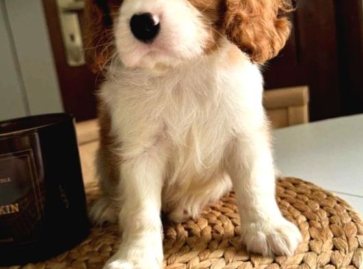 En Özel Cavalier King Charles Yavrular görsel