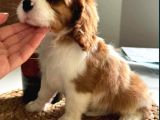 En Özel Cavalier King Charles Yavrular