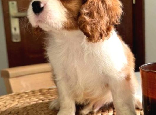 En Özel Cavalier King Charles Yavrular görsel