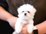 Kore kan mükemmel güzellikte maltese terrier