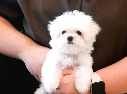 Kore Kan Mükemmel Güzellikte Maltese Terrier