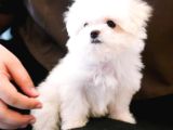 Kore Kan Mükemmel Güzellikte Maltese Terrier