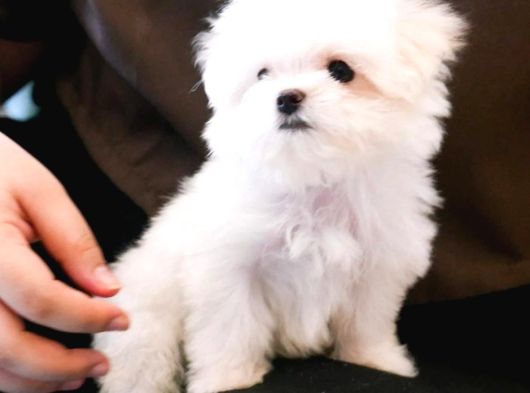 Kore Kan Mükemmel Güzellikte Maltese Terrier görsel