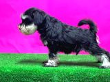 Tek resmi üreticiden minyatür schnauzer yavrular