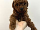 Red Brown Kore Poodle