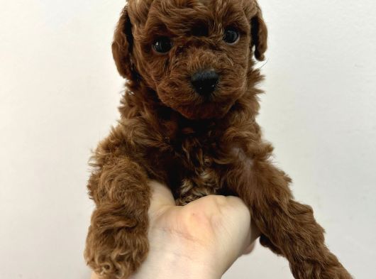 Red Brown Kore Poodle görsel