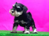 Tek Resmi Üreticiden Minyatür Schnauzer Yavrular