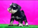 Tek Resmi Üreticiden Minyatür Schnauzer Yavrular