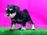 Tek Resmi Üreticiden Minyatür Schnauzer Yavrular
