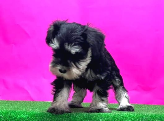 Tek Resmi Üreticiden Minyatür Schnauzer Yavrular görsel