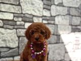 Red brown toy poodle yavrular