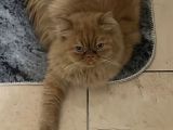 Dünyalar Tatlısı Iran Kedisi Poffy