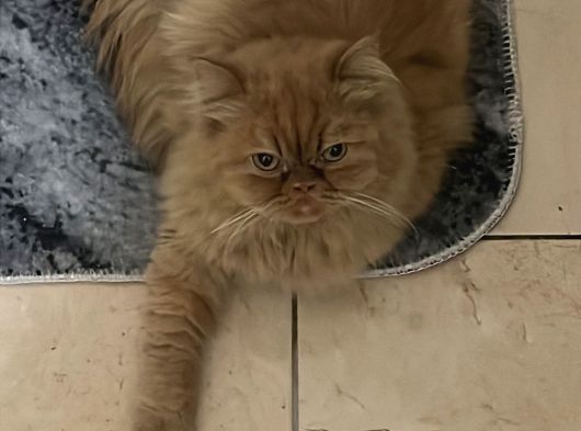 Dünyalar Tatlısı Iran Kedisi Poffy görsel