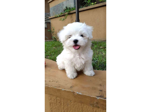 ÜST KALİTE MALTESE BEBEKLER