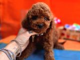 Red brown toy poodle yavrual