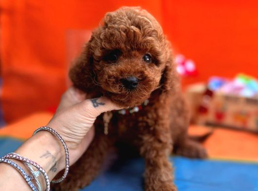 Red Brown Toy Poodle Yavrual