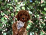 Red Brown Toy Poodle Yavrular