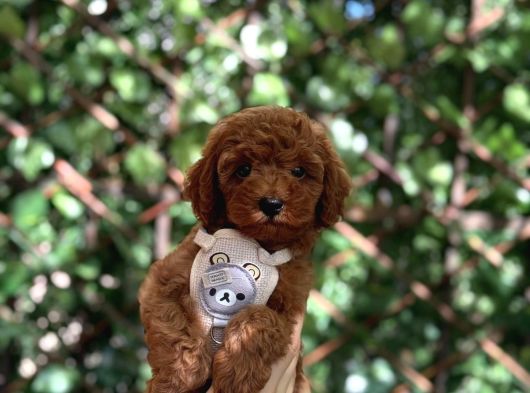 Red Brown Toy Poodle Yavrular görsel
