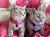 A Kalite Fawn British Shorthair Bebekleirm