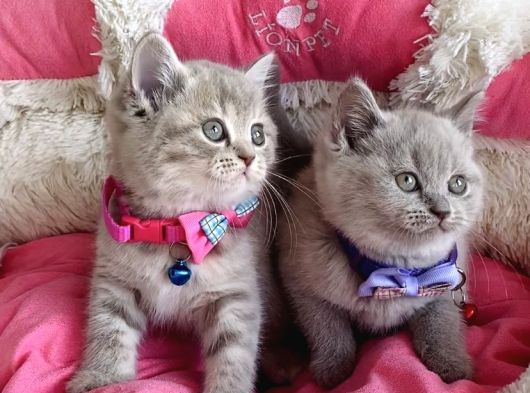 A Kalite Fawn British Shorthair Bebekleirm görsel