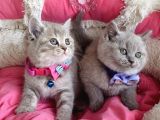 A Kalite Fawn British Shorthair Bebekleirm