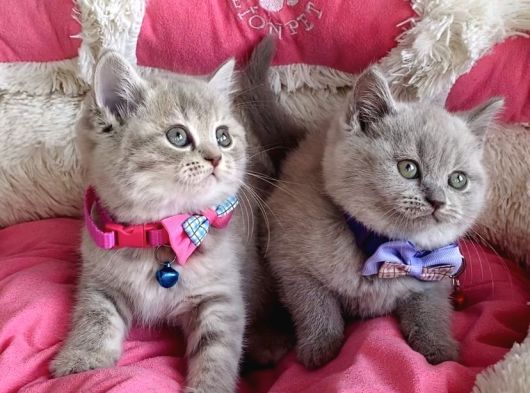 A Kalite Fawn British Shorthair Bebekleirm görsel