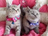 A Kalite Fawn British Shorthair Bebekleirm