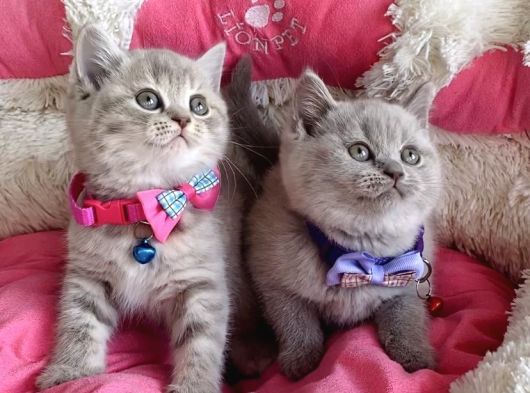 A Kalite Fawn British Shorthair Bebekleirm görsel