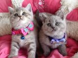 A Kalite Fawn British Shorthair Bebekleirm