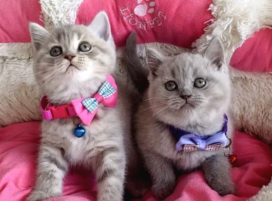 A Kalite Fawn British Shorthair Bebekleirm görsel