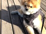 Pameranian boo