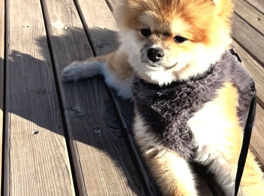 Pameranian Boo