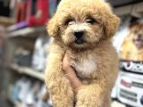 Maltipoo bebeklerimiz sizleri bekliyorlar