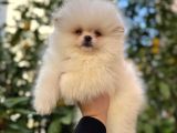 Kar Beyaz Pomeranian Yavrular
