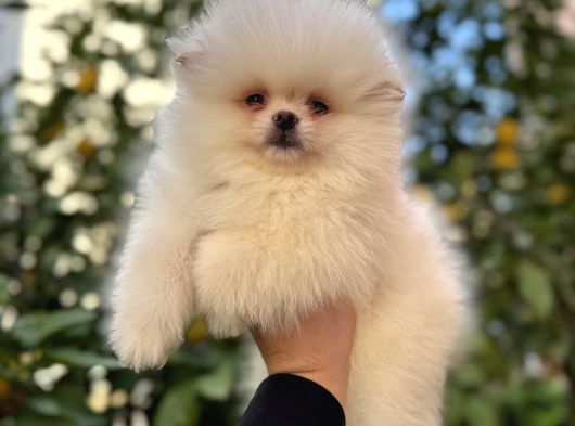 Kar Beyaz Pomeranian Yavrular görsel