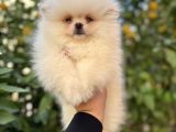 Kar beyaz pomeranian yavrular