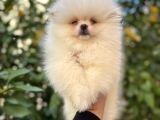Kar Beyaz Pomeranian Yavrular