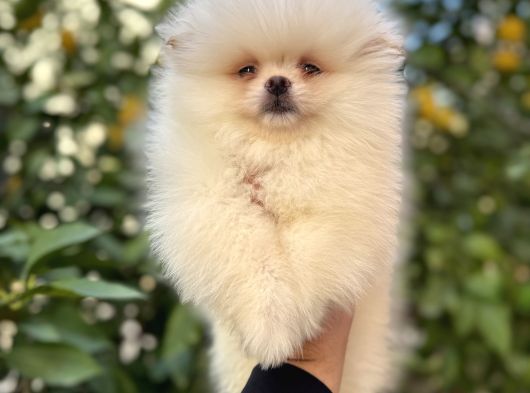 Kar Beyaz Pomeranian Yavrular görsel