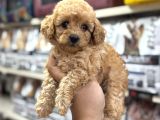 Maltipoo Bebekler Sizleri Bekliyor