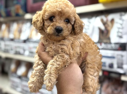 Maltipoo Bebekler Sizleri Bekliyor görsel