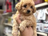Maltipoo Bebekler Sizleri Bekliyor
