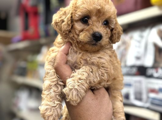 Maltipoo Bebekler Sizleri Bekliyor görsel