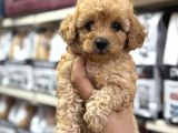 Maltipoo Bebekler Sizleri Bekliyor