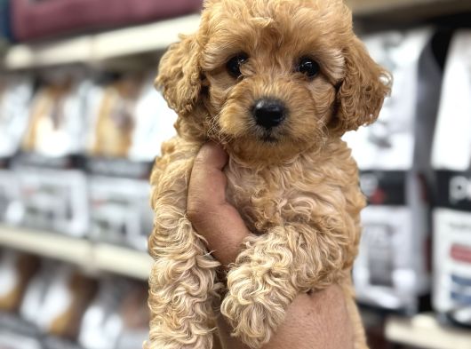 Maltipoo Bebekler Sizleri Bekliyor görsel