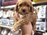 Maltipoo bebekler sizleri bekliyor