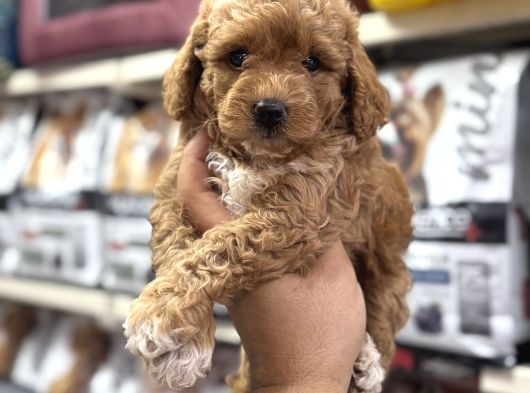 Maltipoo Bebekler Sizleri Bekliyor
