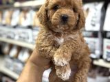 Maltipoo Bebekler Sizleri Bekliyor