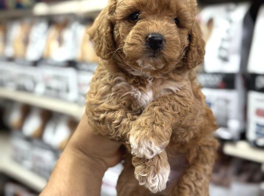 Maltipoo Bebekler Sizleri Bekliyor görsel